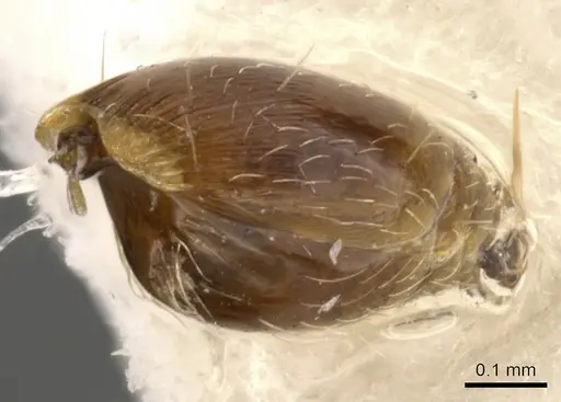 Strumigenys shaula specimen CASENT0900050 image casent0900050_2