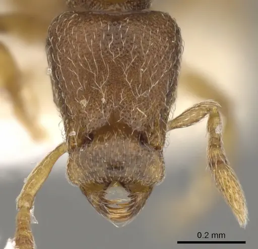 Strumigenys shaula specimen CASENT0900050 image casent0900050_3