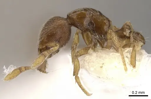 Strumigenys shaula specimen CASENT0900050 image casent0900050_4