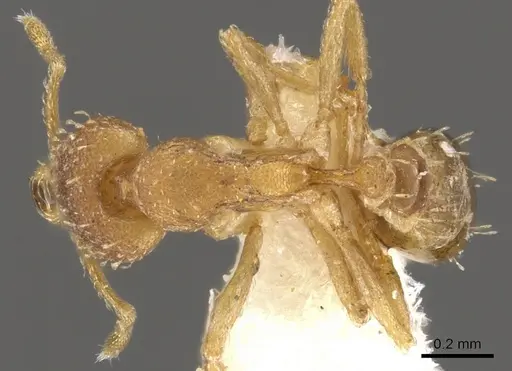 Strumigenys shaula specimen CASENT0900600 image casent0900600_1