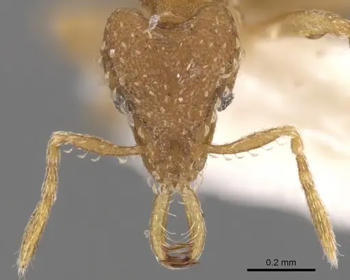 Strumigenys shaula specimen CASENT0900600 image casent0900600_2