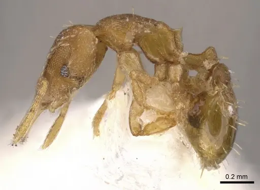 Strumigenys shaula specimen CASENT0900600 image casent0900600_3