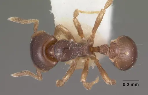 Strumigenys siagodens specimen CASENT0102590 image casent0102590_1