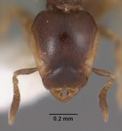 Strumigenys siagodens specimen CASENT0102590 image casent0102590_2