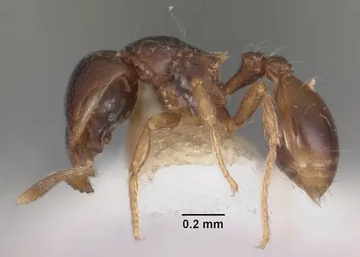 Strumigenys siagodens specimen CASENT0102590 image casent0102590_3