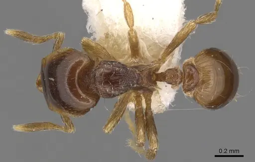 Strumigenys siagodens specimen CASENT0900202 image casent0900202_1
