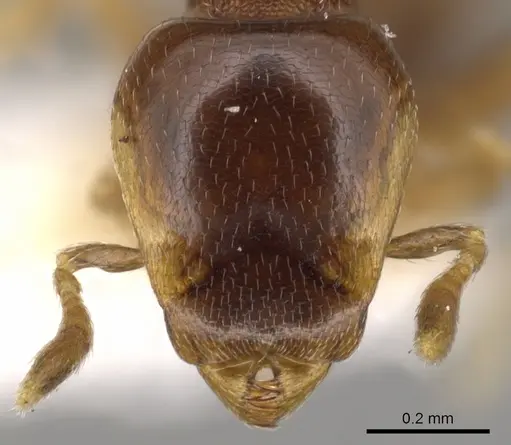 Strumigenys siagodens specimen CASENT0900202 image casent0900202_2