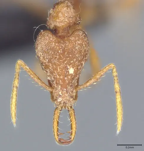 Strumigenys sibyna specimen CASENT0095436 image casent0095436_1