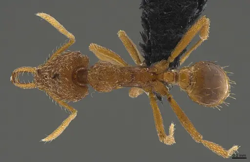 Strumigenys sibyna specimen CASENT0096901 image casent0096901_1