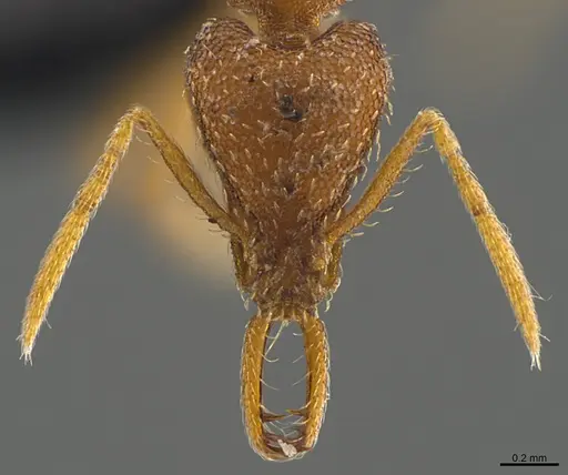 Strumigenys sibyna specimen CASENT0096901 image casent0096901_2