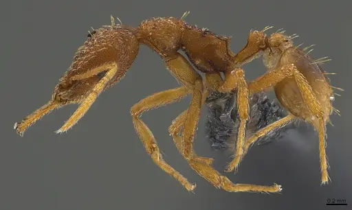 Strumigenys sibyna specimen CASENT0096901 image casent0096901_3