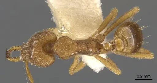 Strumigenys sibyna specimen CASENT0900617 image casent0900617_1