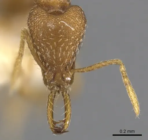 Strumigenys sibyna specimen CASENT0900617 image casent0900617_2