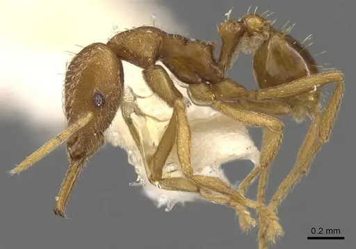 Strumigenys sibyna specimen CASENT0900617 image casent0900617_3