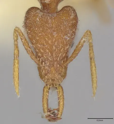 Strumigenys sibyna specimen CASENT4036272 image casent4036272_1