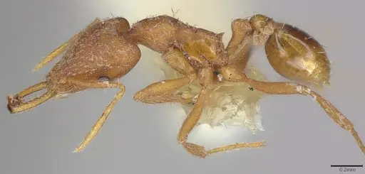 Strumigenys sibyna specimen CASENT4036272 image casent4036272_2