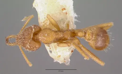 Strumigenys sibyna specimen CASTYPE17579 image castype17579_1