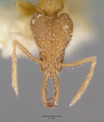 Strumigenys sibyna specimen CASTYPE17579 image castype17579_2