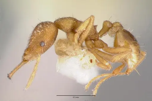 Strumigenys sibyna specimen CASTYPE17579 image castype17579_3