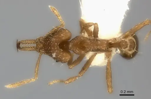 Strumigenys signeae specimen CASENT0217957 image casent0217957_1