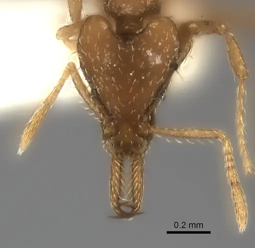 Strumigenys signeae specimen CASENT0217957 image casent0217957_2