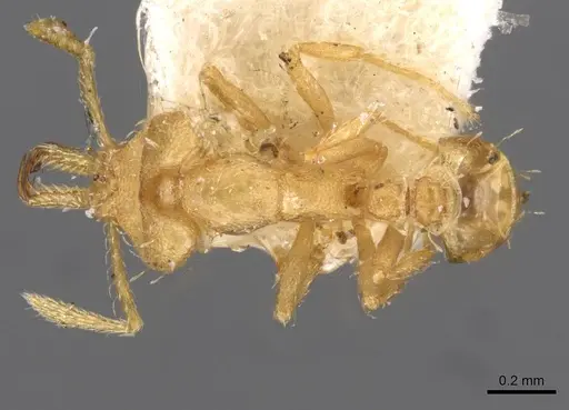 Strumigenys signeae specimen CASENT0909319 image casent0909319_1