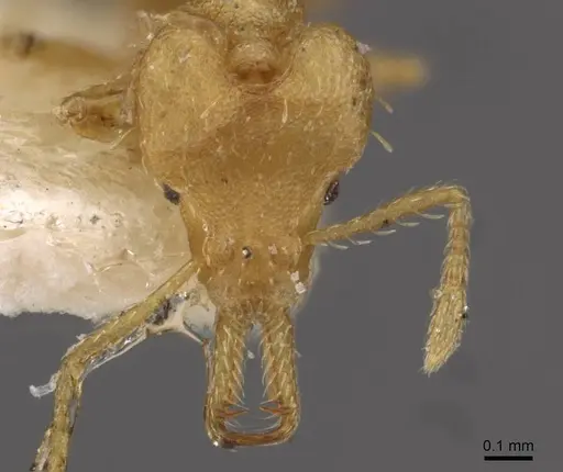 Strumigenys signeae specimen CASENT0909319 image casent0909319_2