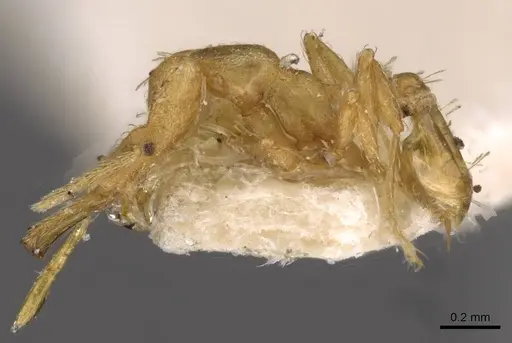 Strumigenys signeae specimen CASENT0909319 image casent0909319_3