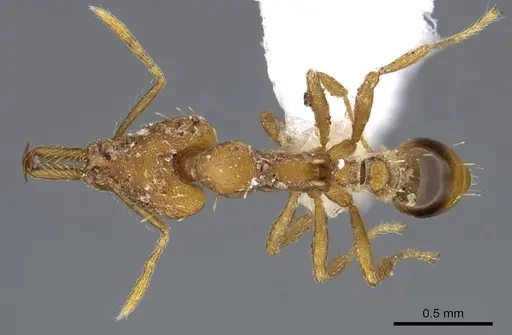 Strumigenys signeae specimen CASENT0914870 image casent0914870_1