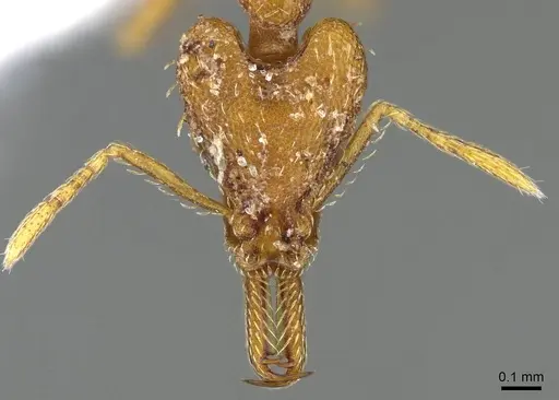Strumigenys signeae specimen CASENT0914870 image casent0914870_2