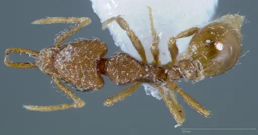 Strumigenys silvestrii specimen CASENT0005677 image casent0005677_1