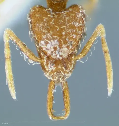 Strumigenys silvestrii specimen CASENT0005677 image casent0005677_2