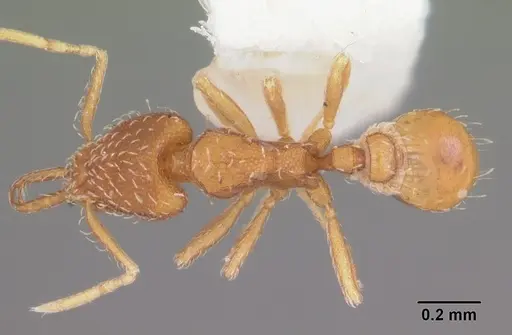 Strumigenys silvestrii specimen CASENT0104531 image casent0104531_1