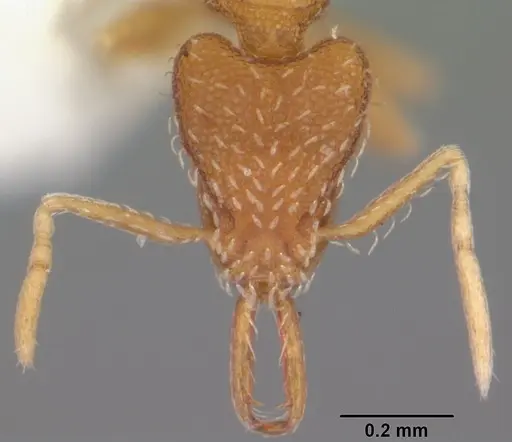 Strumigenys silvestrii specimen CASENT0104531 image casent0104531_2