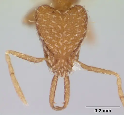 Strumigenys silvestrii specimen CASENT0178128 image casent0178128_2