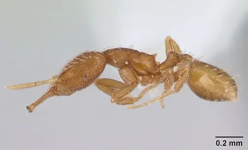 Strumigenys silvestrii specimen CASENT0178128 image casent0178128_3