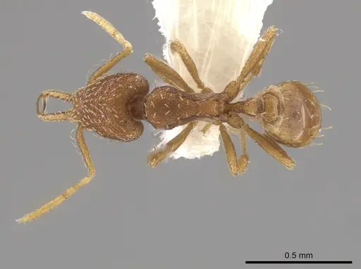 Strumigenys silvestrii specimen CASENT0640928 image casent0640928_1