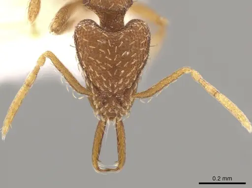 Strumigenys silvestrii specimen CASENT0640928 image casent0640928_2