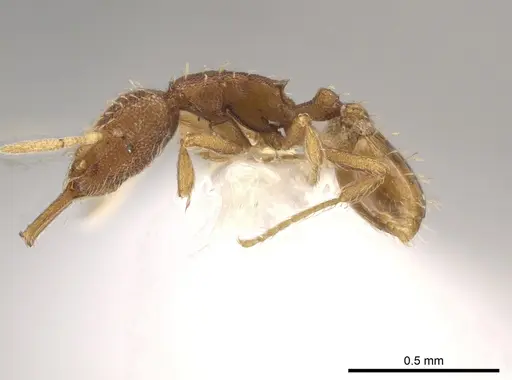 Strumigenys silvestrii specimen CASENT0640928 image casent0640928_3