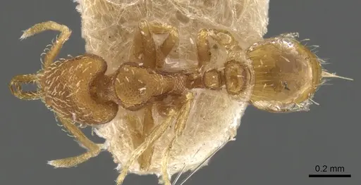 Strumigenys silvestrii specimen CASENT0900476 image casent0900476_1