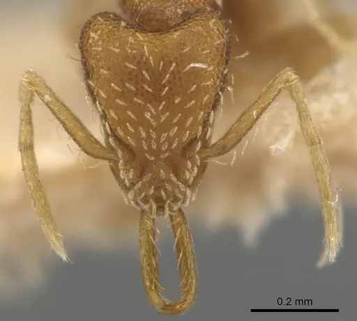 Strumigenys silvestrii specimen CASENT0900476 image casent0900476_2