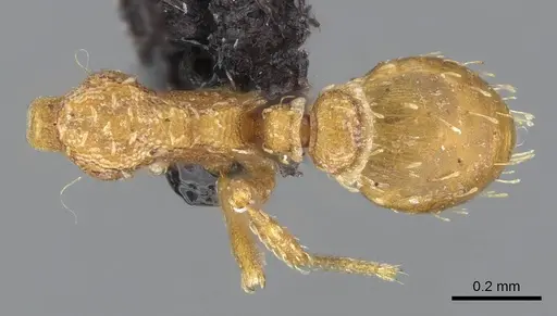 Strumigenys silvestrii specimen CASENT0914751 image casent0914751_1
