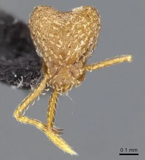 Strumigenys silvestrii specimen CASENT0914751 image casent0914751_2