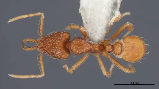 Strumigenys silvestrii specimen FMNHINS0000078527 image fmnhins0000078527_1
