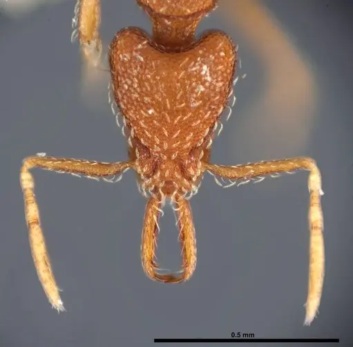 Strumigenys silvestrii specimen FMNHINS0000078527 image fmnhins0000078527_2