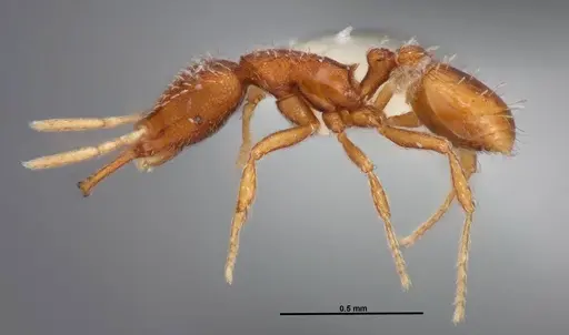 Strumigenys silvestrii specimen FMNHINS0000078527 image fmnhins0000078527_3
