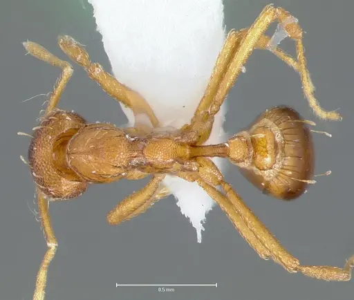 Strumigenys simoni specimen CASENT0005997 image casent0005997_1