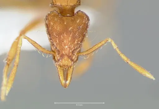 Strumigenys simoni specimen CASENT0005997 image casent0005997_3