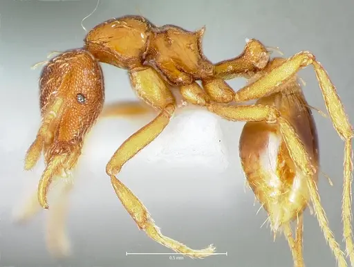 Strumigenys simoni specimen CASENT0005997 image casent0005997_5