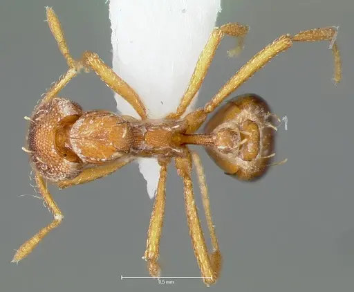 Strumigenys simoni specimen CASENT0006029 image casent0006029_1